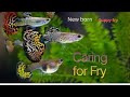 Guppy fry part 2🐟 | Guppy fish care | গাপ্পি  মাছ এর বাচ্চা | #viralvideo #trendingvideo #guppyfish 