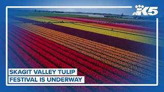 Skagit Valley Tulip Festival is underway