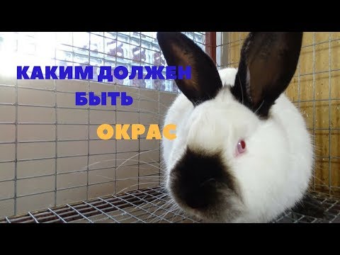 Окрас и пигментация калифорнийского кролика