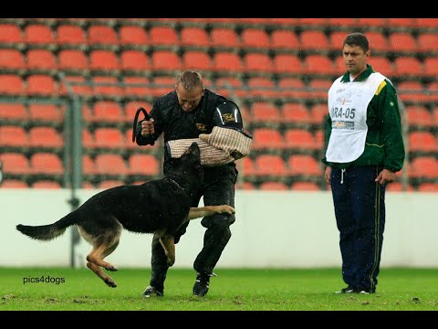 Fundamentos da proteção - AULA 04: Caça? Na proteção?