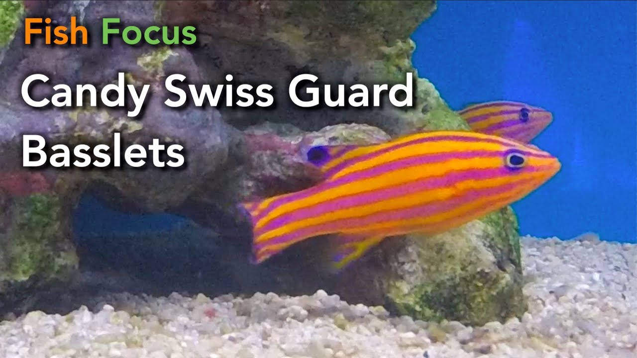 fish focus candy swiss