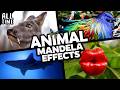 تأثيرات مانديلا الحيوانية
