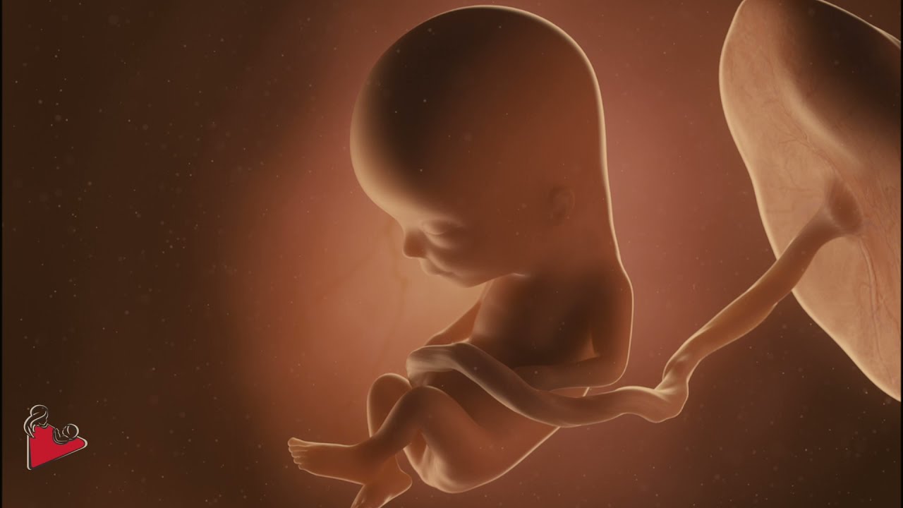 Bebê crescendo na barriga! Gravidez por dentro!