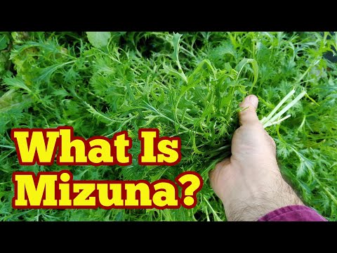 What Is Mizuna: Description & Harvest/ No Dig Organic Allotment Kitchen Garden