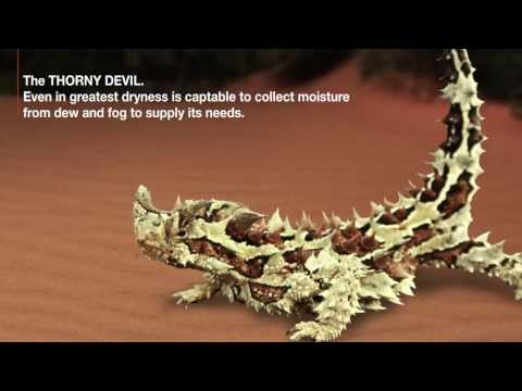 X-BIONIC® Technology: Thorny Devil - video from X-Bionic