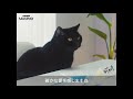 「モンプチ」　ゆるーく討論　いま かんがえる　ネコのおやつ