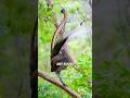 Lyrebird | Nature’s SoundCloud Rapper 🔊