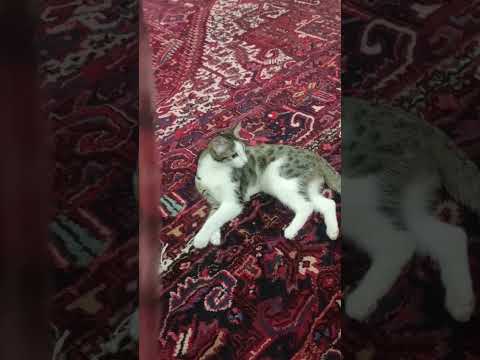 Foofi😍#cat #trending #funny