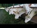 Goat Farming in New Zealand - PinnacleAg NZ