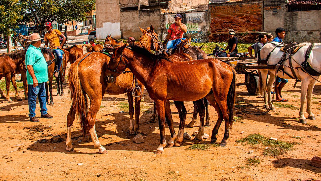 OFERTA DE CAVALOS!! FEIRA DE CAVALO EM BELO JARDIM PE!!