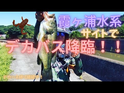 【バス釣り】サイトでデカバス降臨！！流行りのルアーで灼熱の霞水系攻略！