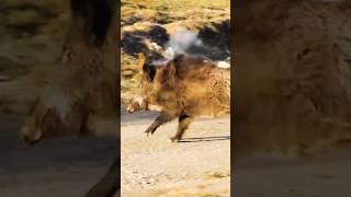 Wild Boar Hunt#Wild Boar Hunting#BoarHunting#Hunting Life#Hunting Season#viralvideo#wildlife