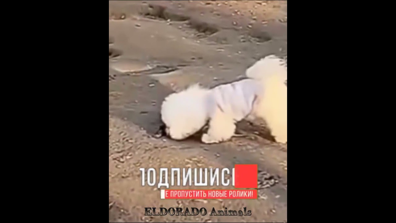 Утка, чтобы отделаться от собаки, притворилась мертвой