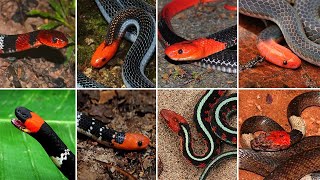 8 Ular Kepala Merah Di Dunia - 4 Diantaranya Ular Berbisa Tinggi