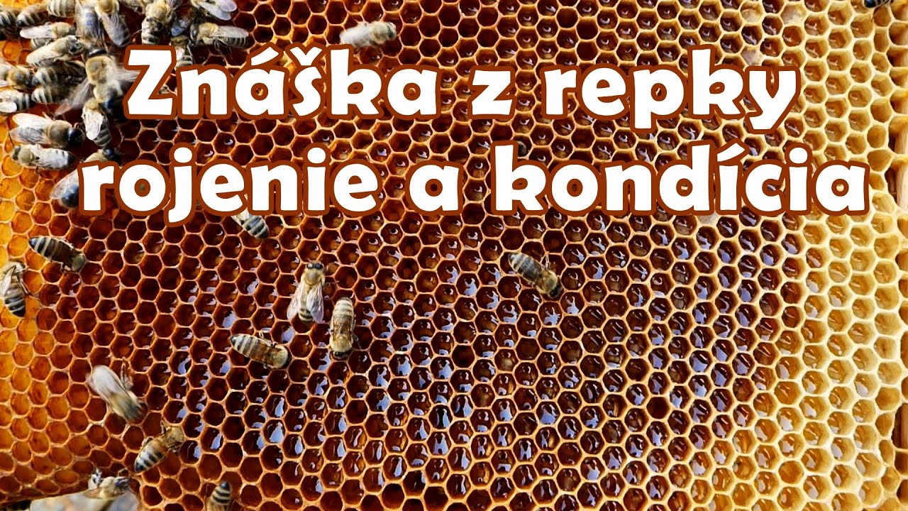 178. Ako sú na tom moje včelstvá - znáška z repky, rojenie a kondícia