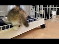 変な食べ方の子猫がこちらです
