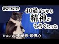 【猫ミーム】精神が弱い40代独身の1日
