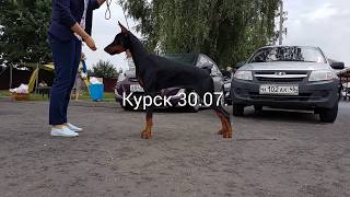 Выставка собак Курск 30.07.17 CACIB - Кубок губернатора Курской области. Выставка собак Курск 30.07.17 CACIB - Кубок губернатора Курской области.