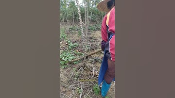 self-made simple tool pulling up the cassava easily !