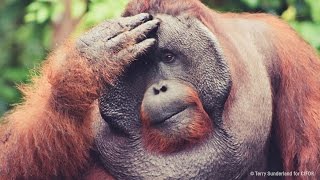 Palm Oil Problem - Behind the News