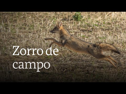 Zorro de campo: la especie poco conocida de Brasil