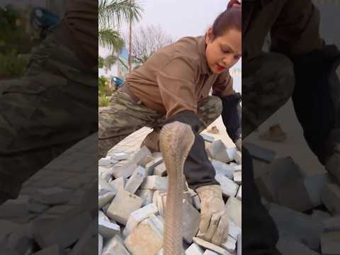 दो बार काट लिया cobra ने Rescues करते समय फिर भी साँप की जान बचाई brave girl, amazing ￼#shorts