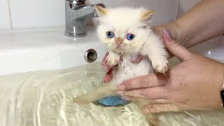 First bath for a dirty little kitten