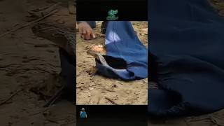 Successful Completion Of The Release And Return Of The Snake
