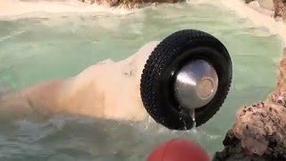 鉄仮面？で遊ぶデナリ~Polar Bear,Denali