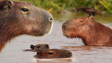 The Truth About Capybaras | 4K | Brazil Pantanal | Robert E Fuller