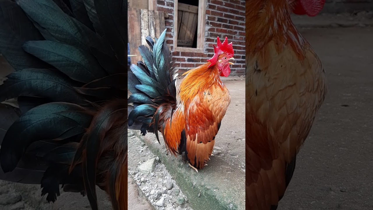 Ayam Kate Serama Jago 