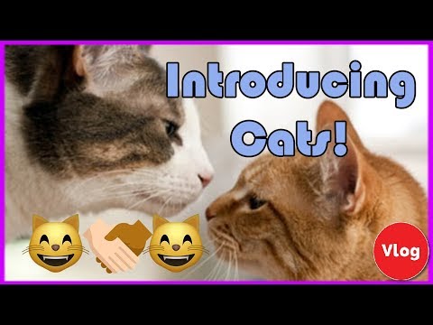 Best Way To Introduce A Kitten To Two Cats Best Way To Introduce A Kitten To Two Cats