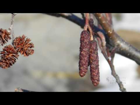 Video: Mengapa catkins disebut catkins?