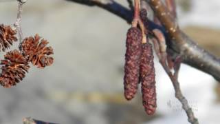 Catkins, No Those Arent Cones on Your Cottonwood Tree