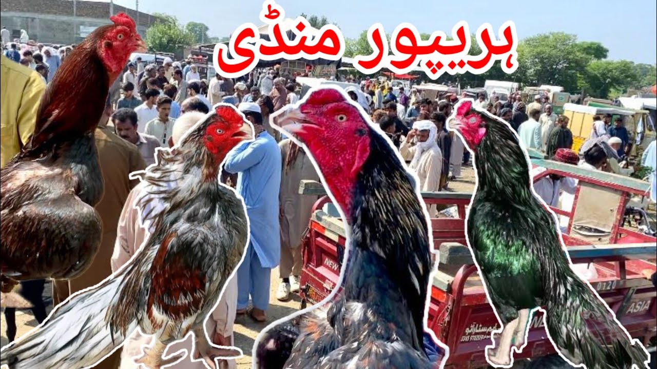 Haripur Aseel murga mandi|ma sale lag gayi Cheap rates|new update|