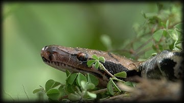 Python Hatching 02 Time Lapse