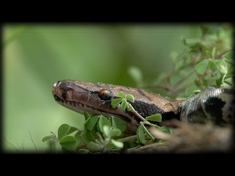 Python Hatching 02 Time Lapse