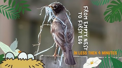 Nature is beautiful || from empty nest to first egg in less then 4 minutes. Blue Tit nest box