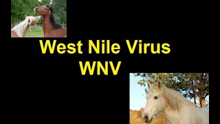 Learn what West Nile Virus WNV along with symptoms and treatment in horses full information video