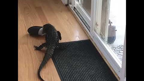 Tegu Lizard Fighting With His Mom