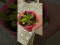 Când încearcă maică-ta să hrănească planta carnivoră cu mâncare proaspătă..