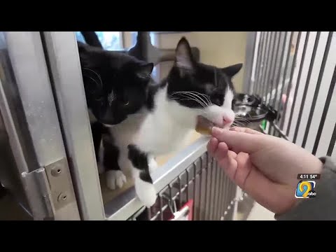 Dubuque Regional Humane Society Adoption