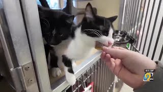 Dubuque Regional Humane Society’s unique fundraiser offers chance to say ‘Be Mine’ or ‘Love Stink...