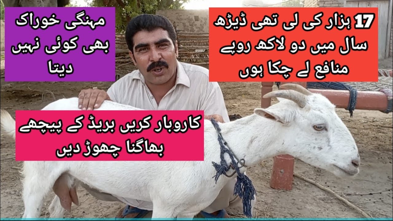 17 ہزار کی لی تھی ڈیڑھ سال میں دو لاکھ روپے منافع لے چکا ہوں