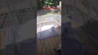 Watch Amen Monkey video