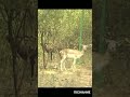Очень редкая антилопа Гарна #shorts #волк #гиена #медведь #слоны #ягуар #бизон #гепард #тигр #лошадь