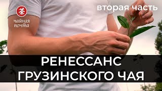 Ренессанс Грузинского Чая (ч. 2) | Фестиваль, бамбуковая роща, ассоциации и перспективы бизнеса