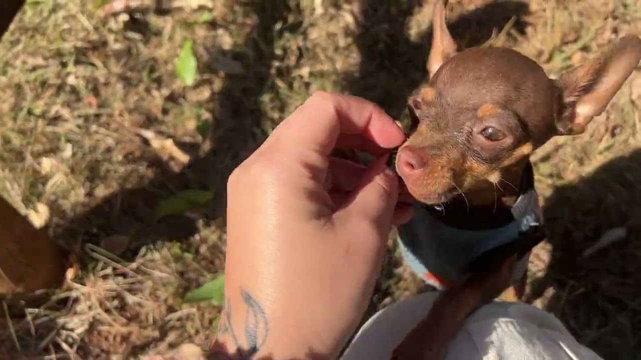 Asmr caseirinho na chácara ao ar livre 🤍🌿🪴🌳🪾