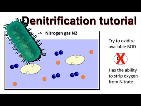 Video: Rozdiel Medzi Anammoxom A Denitrification