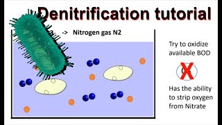 How does denitrification work and simultaneous nitrification/denitrification